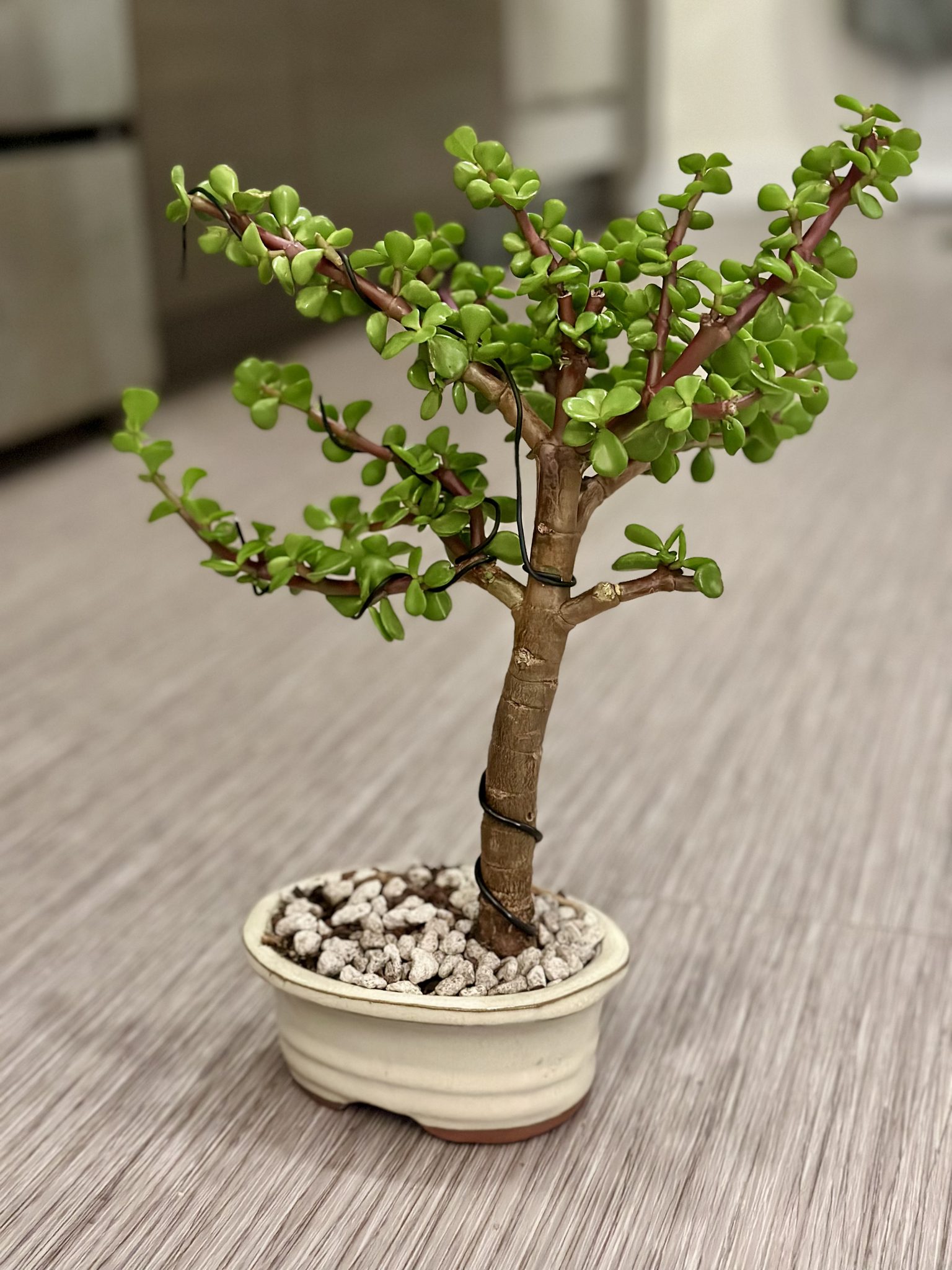 A bonsai tree: dwarf jade plant (Boston, MA)