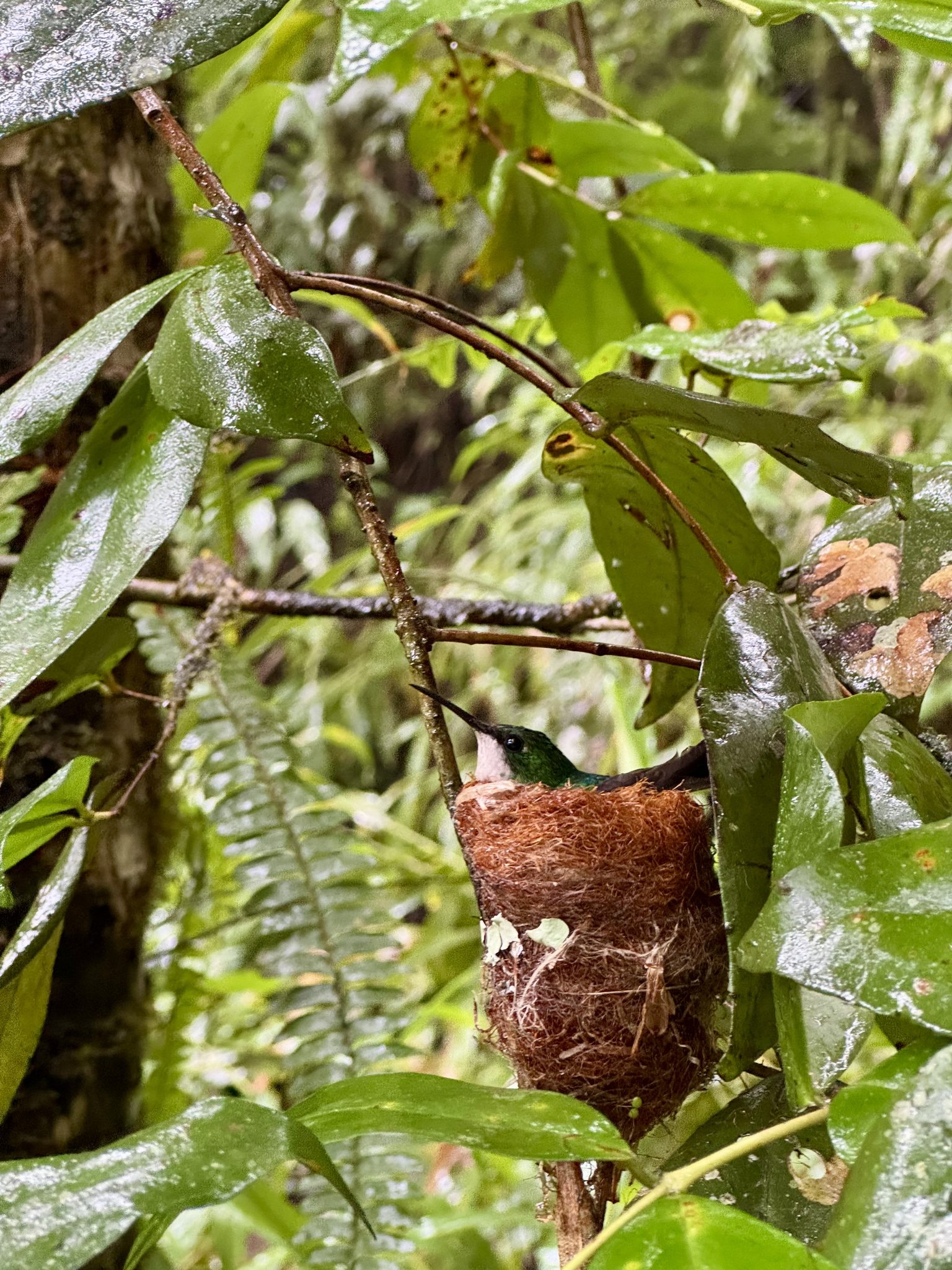 Hummingbird in a nest (Puerto Rico)