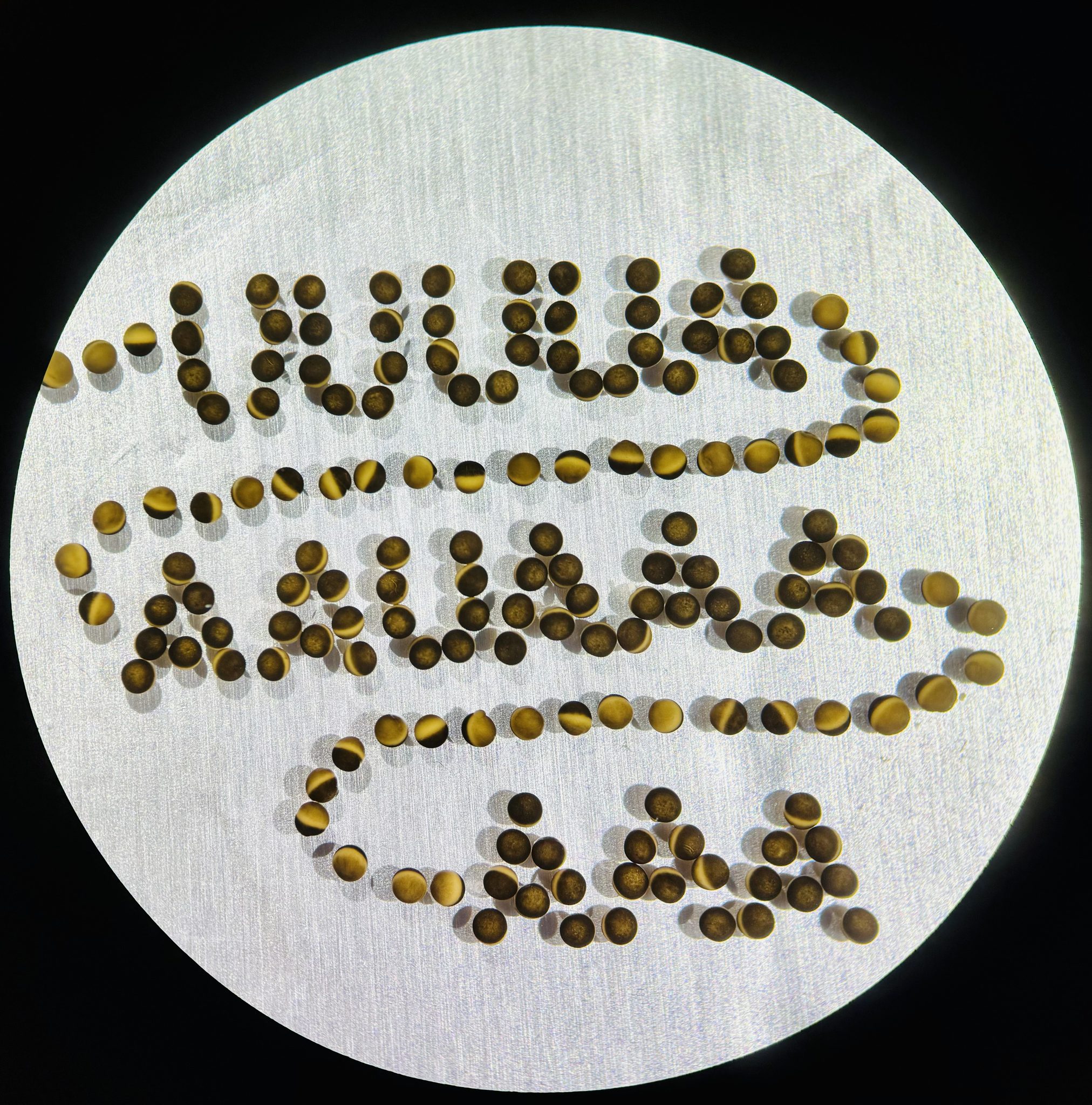 Frog oocytes lined up as RNA sequence elements that control poly(A)-tail lengths