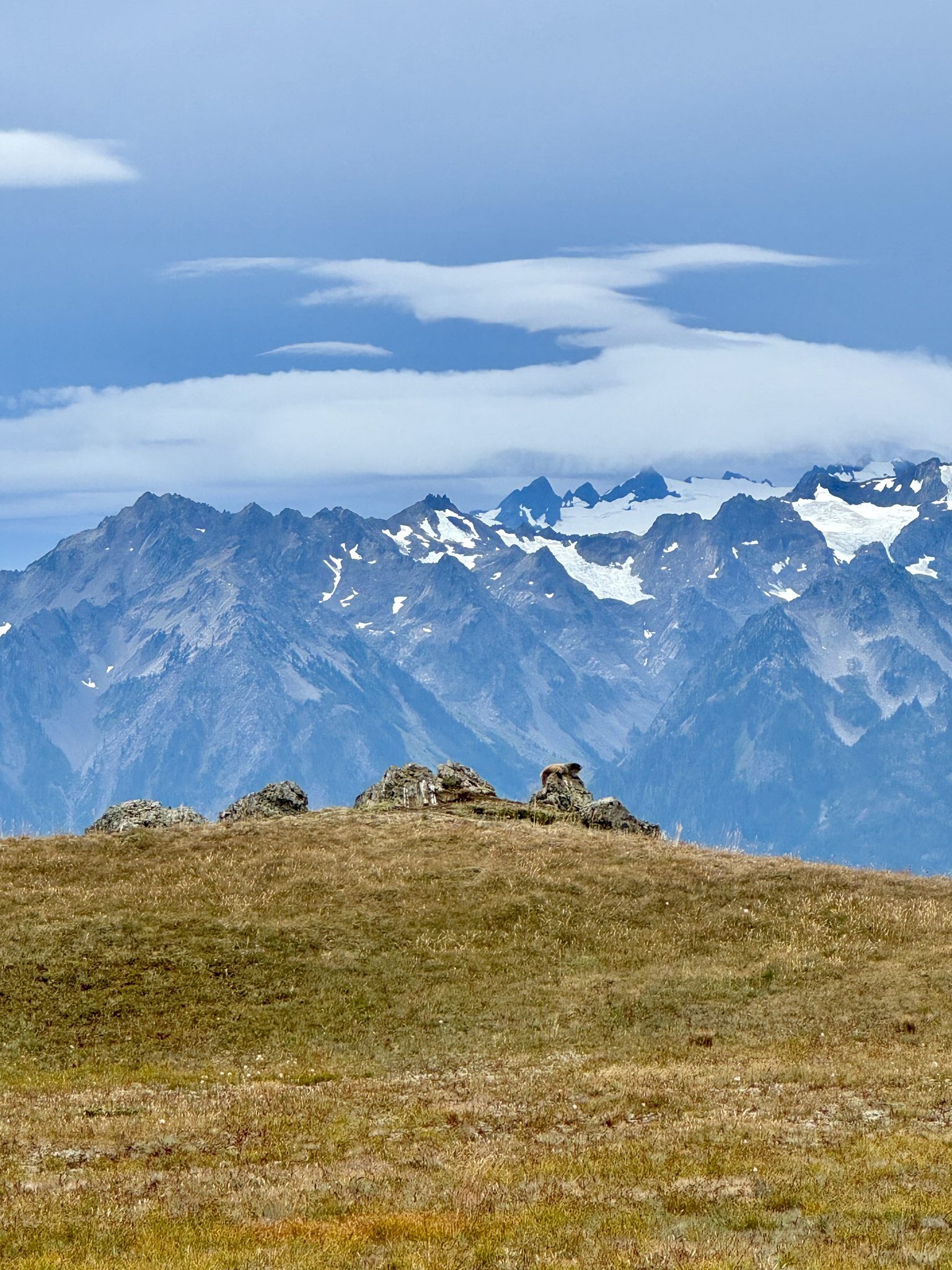 A marmot on the Hurricane Ridge (Olympic National Park, WA)