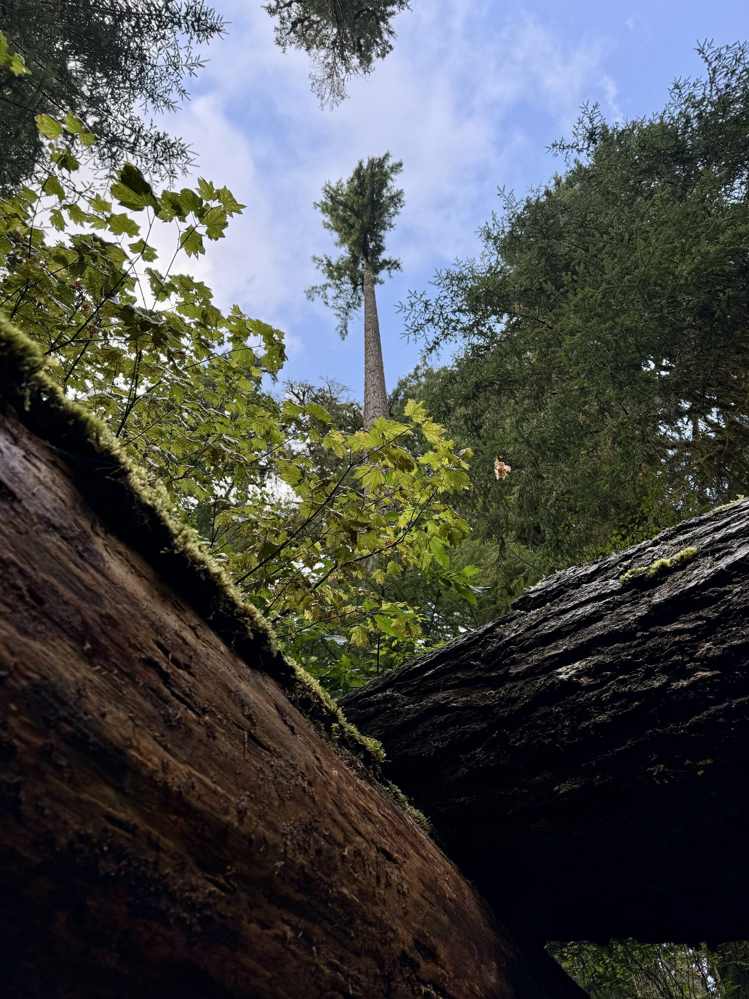 Into the sky (Olympic National Park, WA)