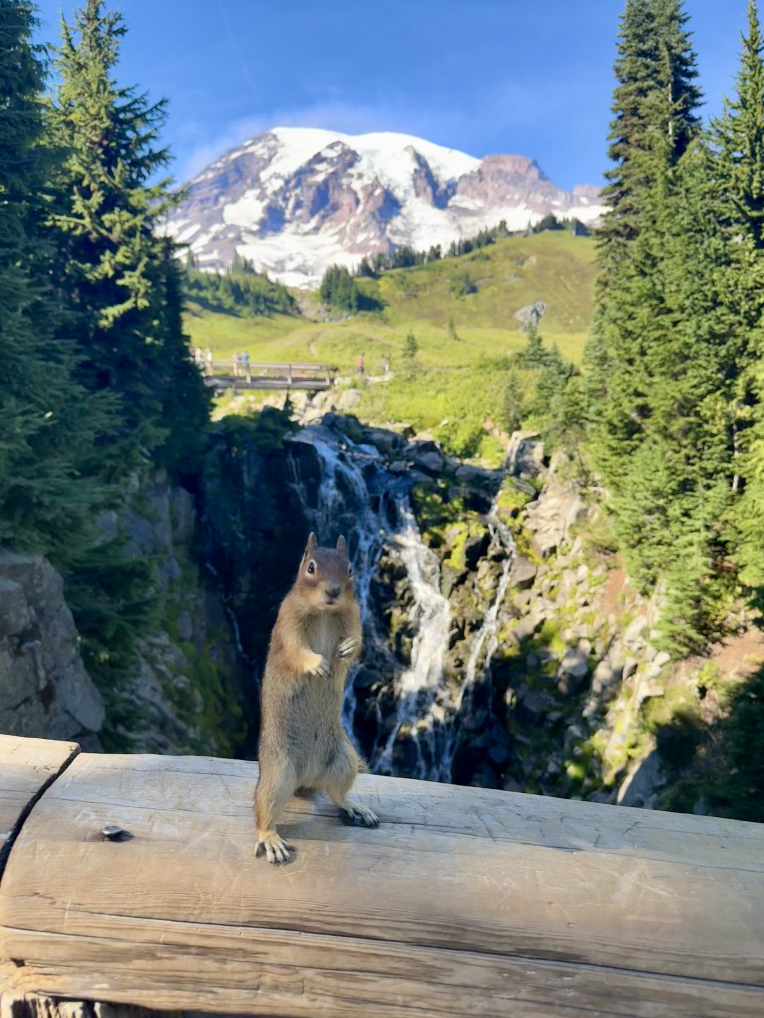 A friendly squirrel (Mount Rainier National Park, WA)