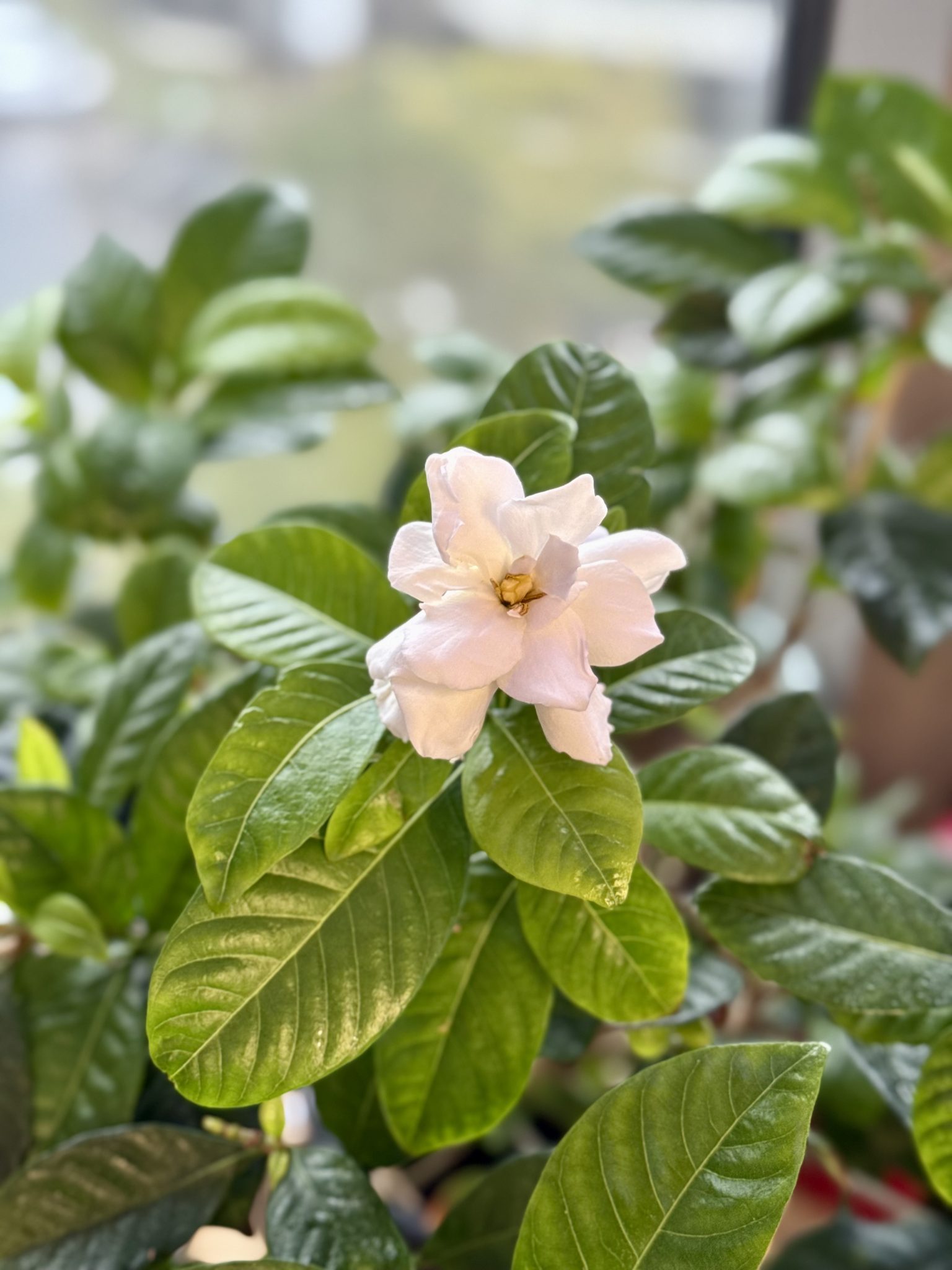 Gardenia bloom (Cambridge, MA)