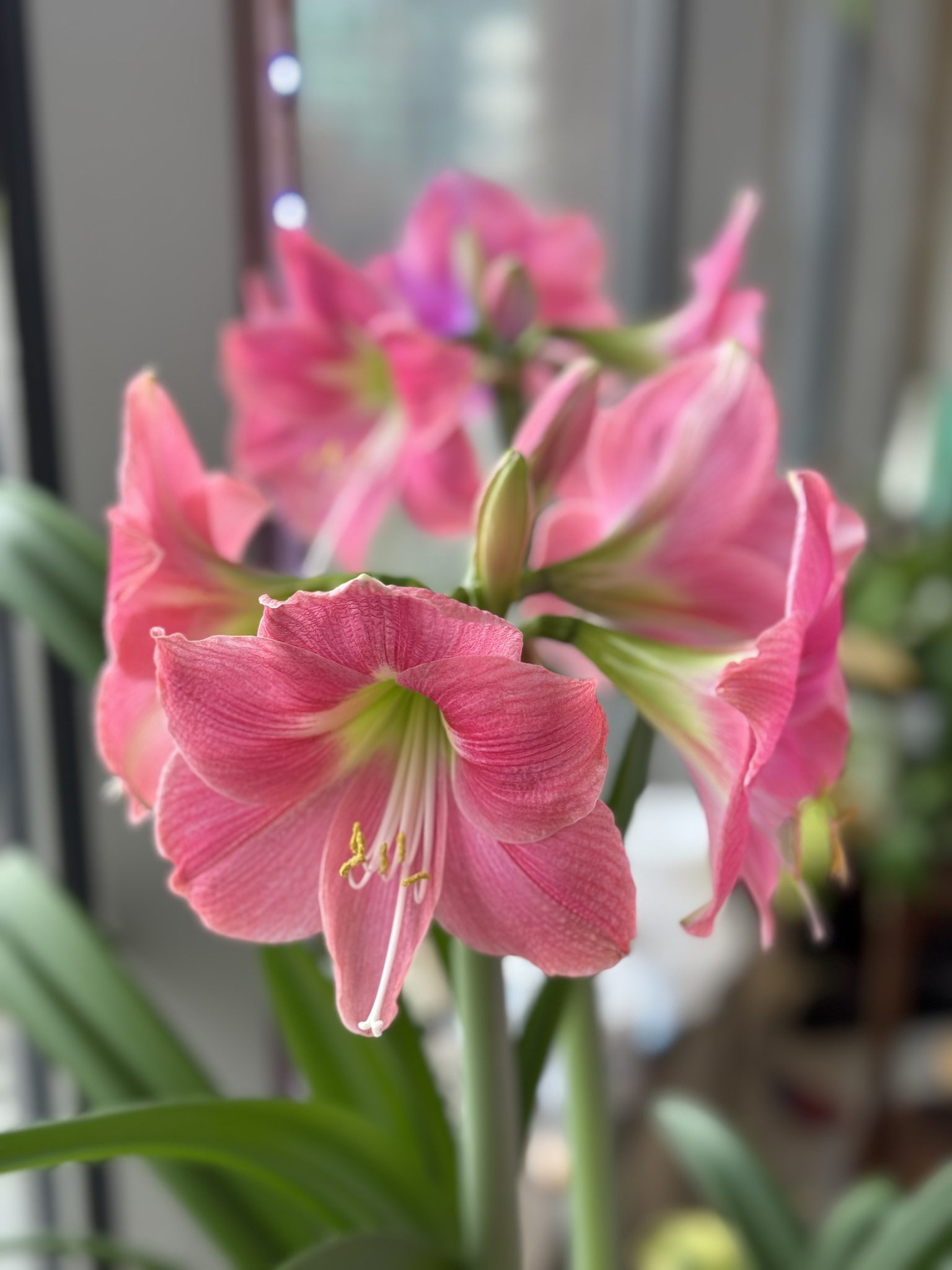 Amaryllis Bloom (Cambridge, MA)