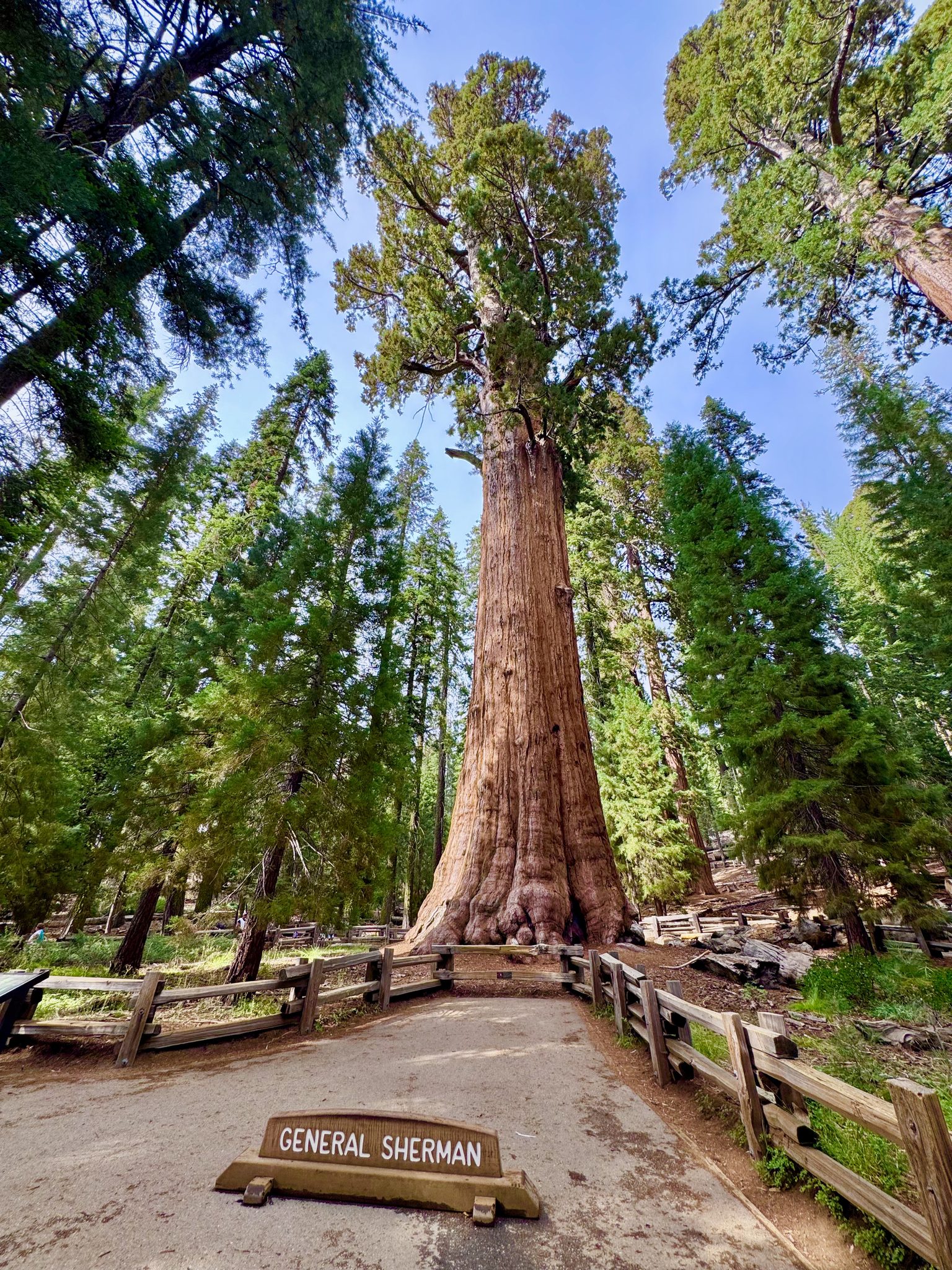 General Sherman (Kings Canyon National Park, CA)