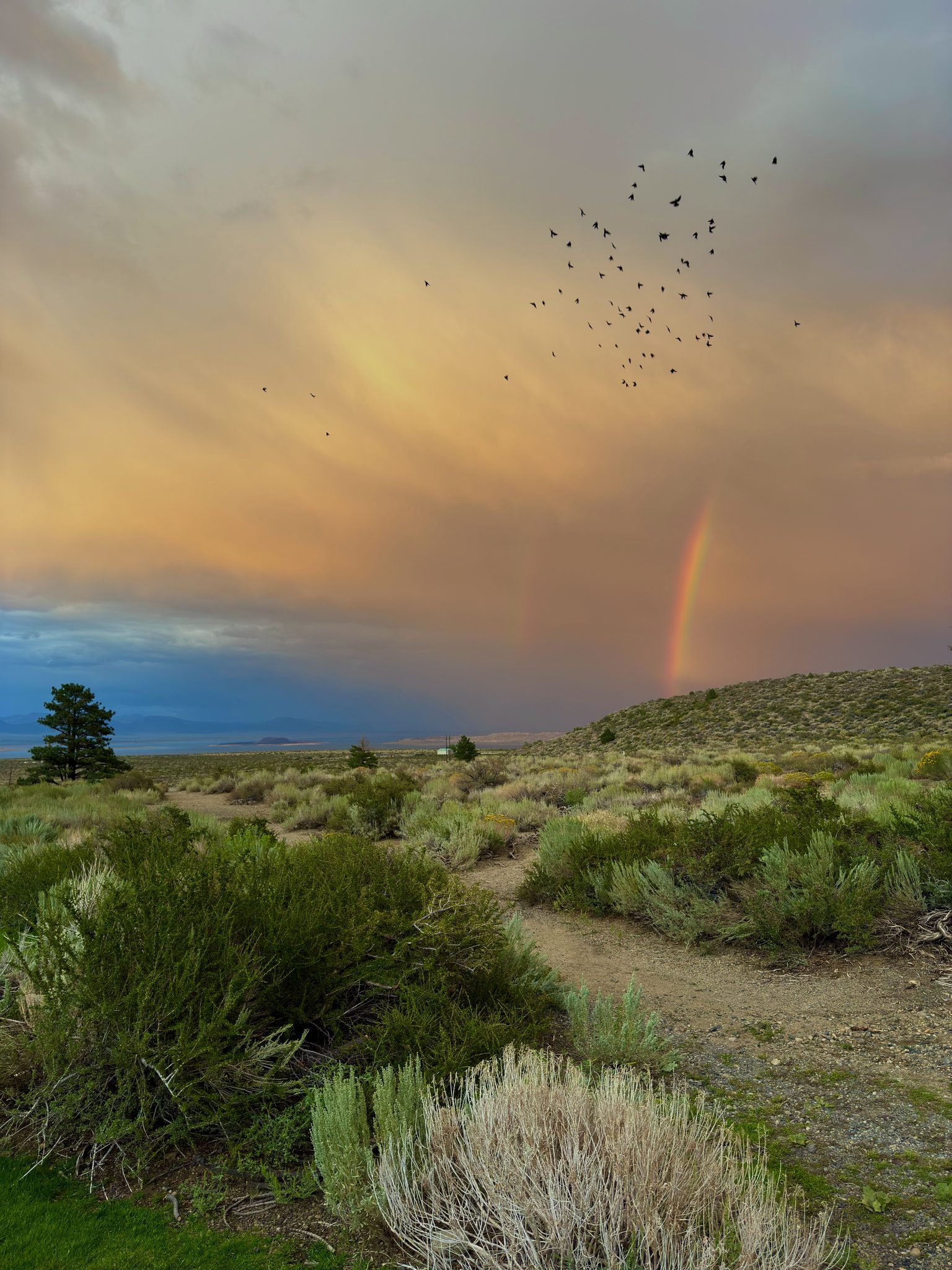 Wings and Rainbows (Lee Vining, CA)