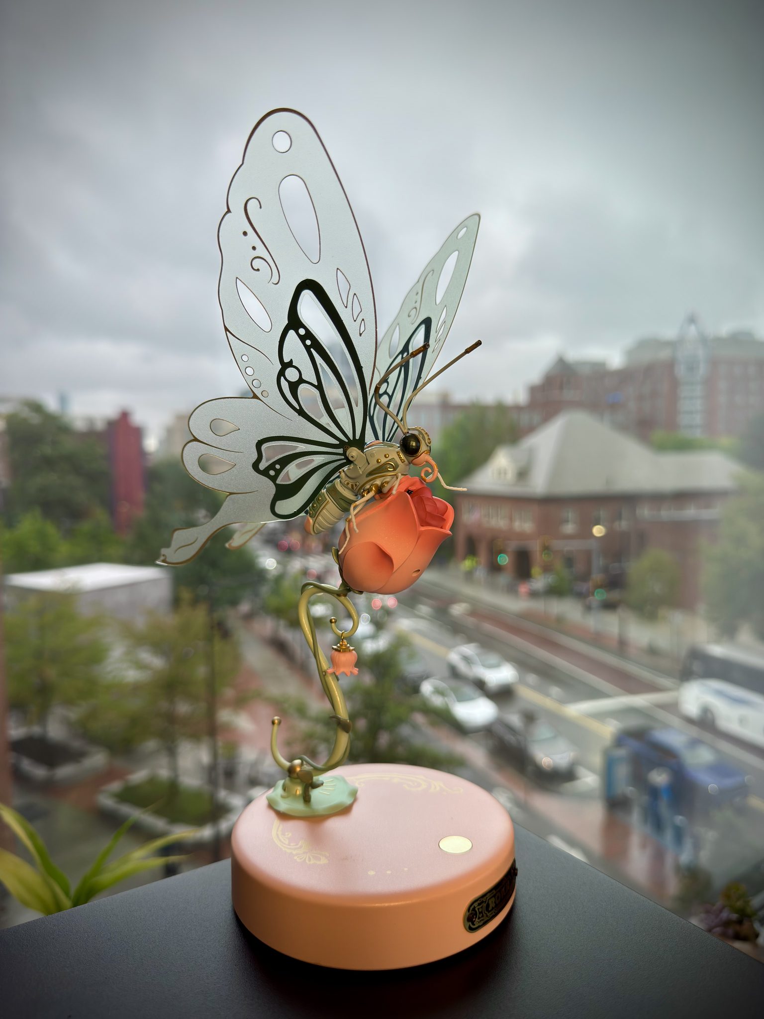 Butterfly and Rose (Cambridge, MA)