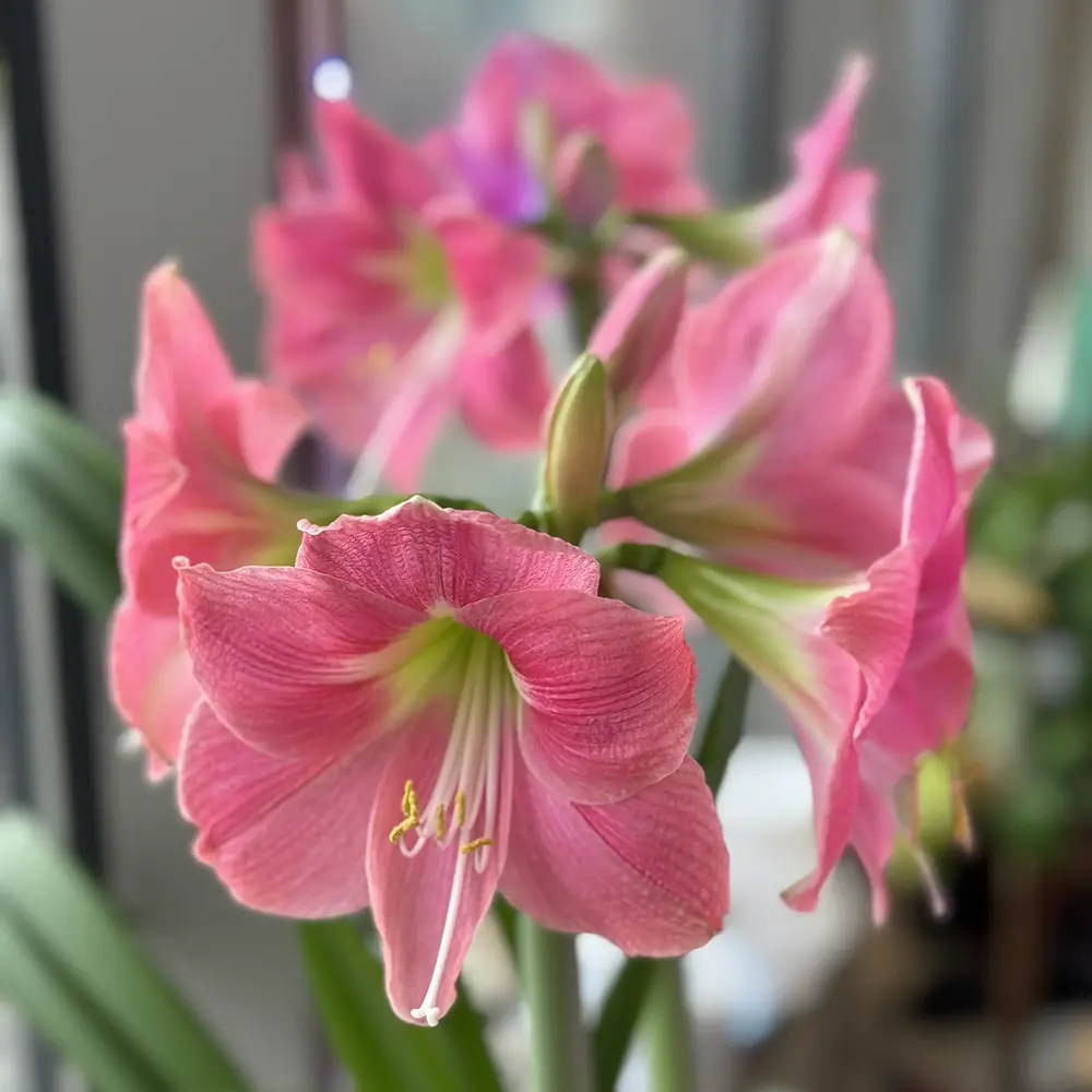 Amaryllis Bloom (Cambridge, MA)